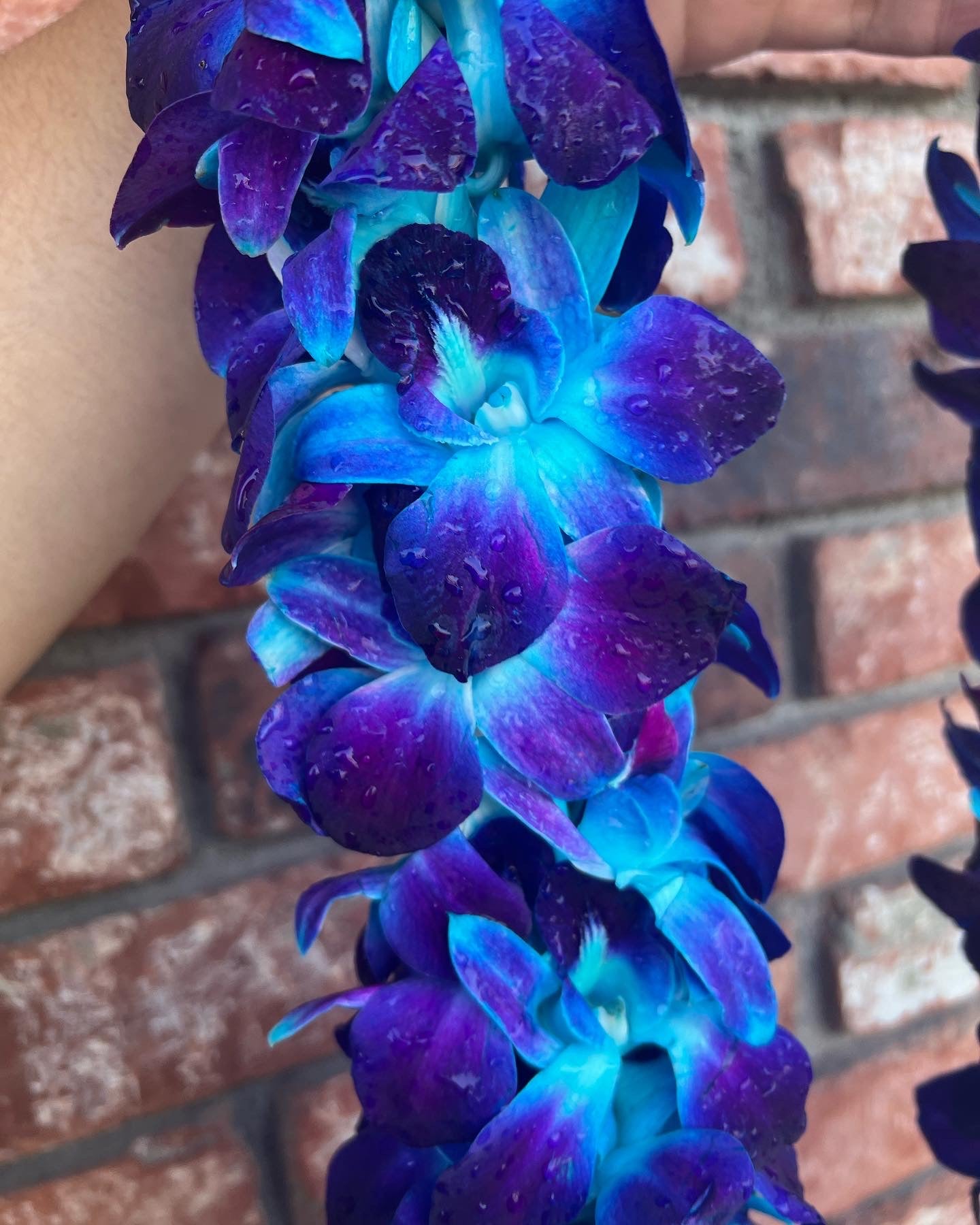 Blue Double Orchid Lei – Sapphire Florist