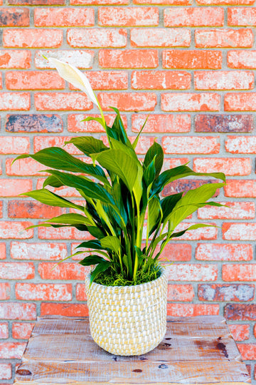 Peace Lily Plant