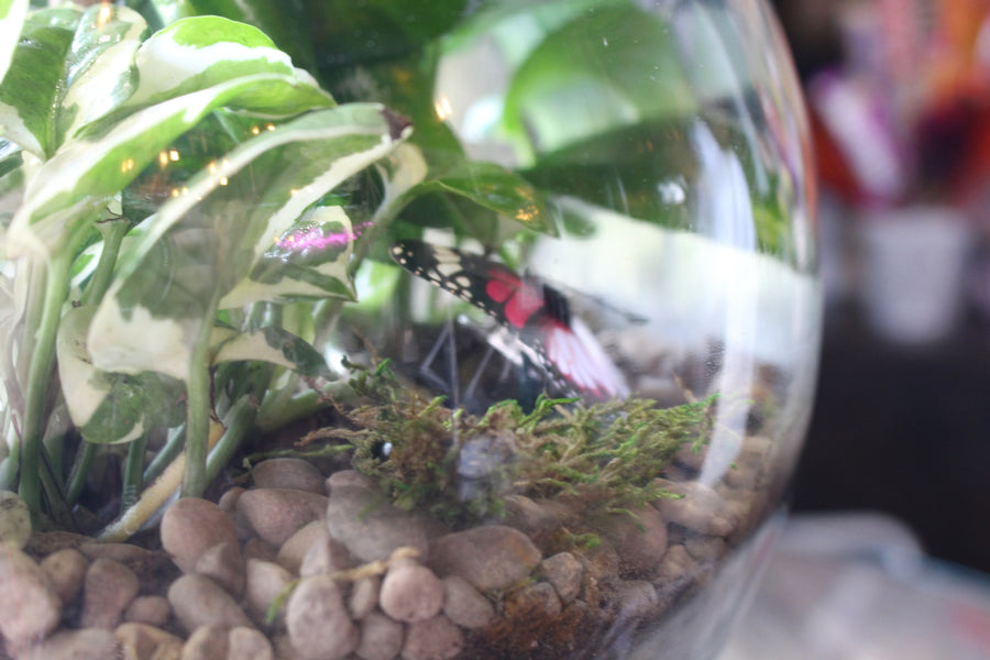 Terrarium Tranquility