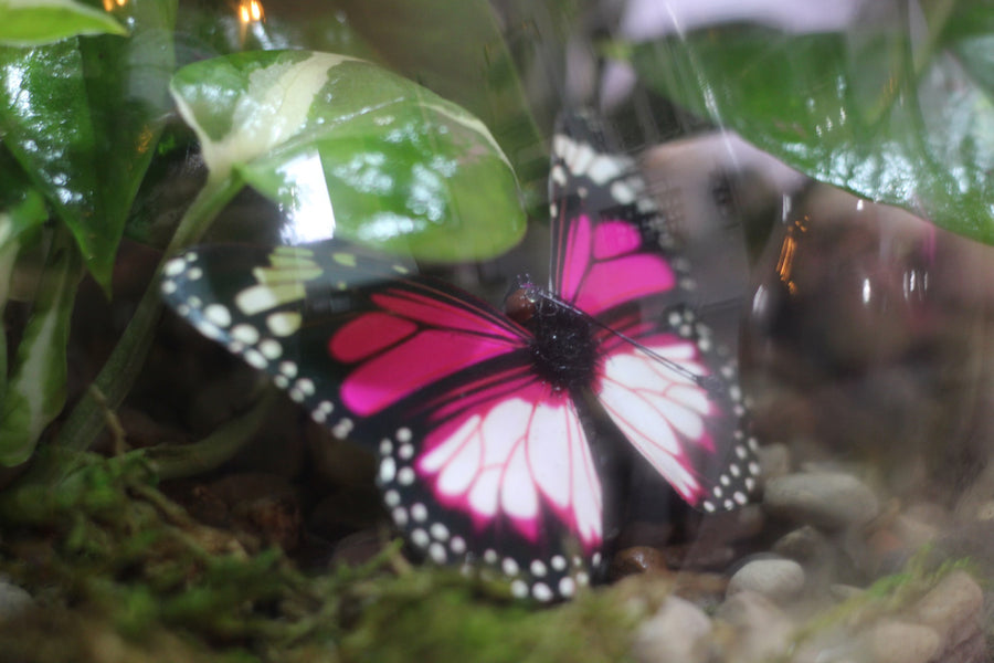 Terrarium Tranquility