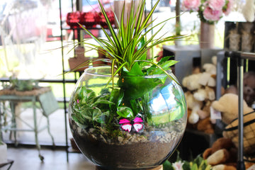 Terrarium Tranquility